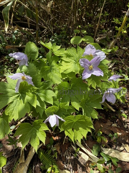 志賀高原-春の志賀高原 高山植物ギャラリー-志賀高原春の高山植物ハイキング 志賀高原-まとめ, 写真スポット, 中央リゾート, feature-trekking-春の志賀高原 高山植物ギャラリー