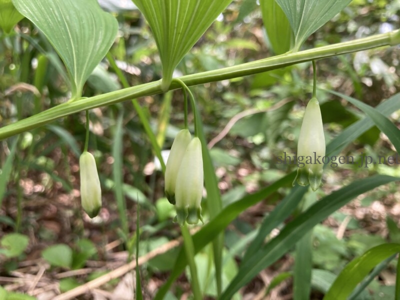 志賀高原-花盛り信越トレイル 斑尾~希望湖は6月がおすすめ- 志賀高原-写真スポット, 花風景, 飯山市, 北信ハイキング, 北信情報, feature-trekking, northern-花盛り信越トレイル 斑尾~希望湖は6月がおすすめ