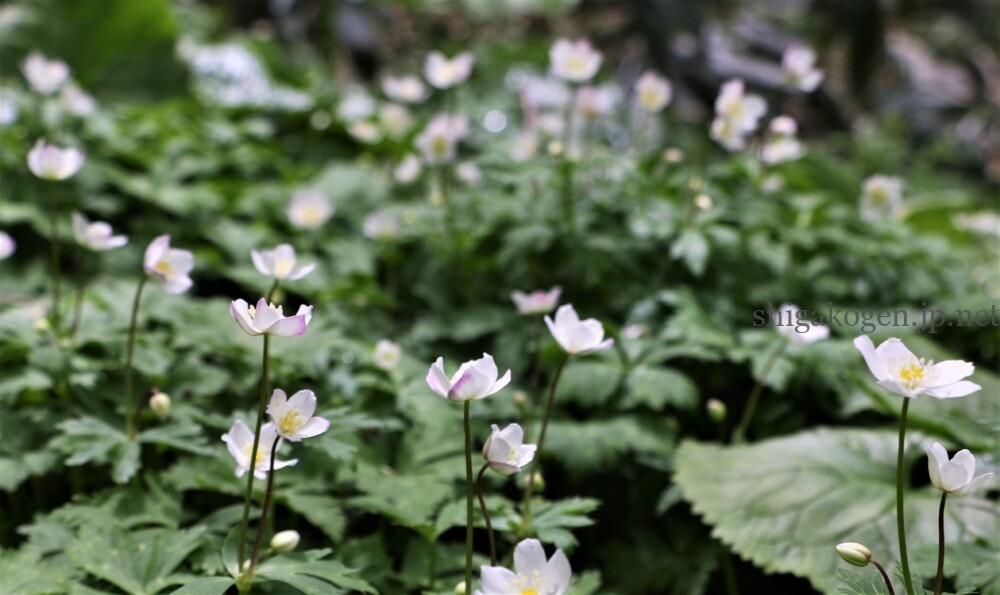 志賀高原-志賀高原ハイキング ワタスゲやサンカヨウなど6月に楽しめる高山植物- 志賀高原-写真スポット, 花風景, feature-summer, trekking, event-志賀高原ハイキング ワタスゲやサンカヨウなど6月に楽しめる高山植物