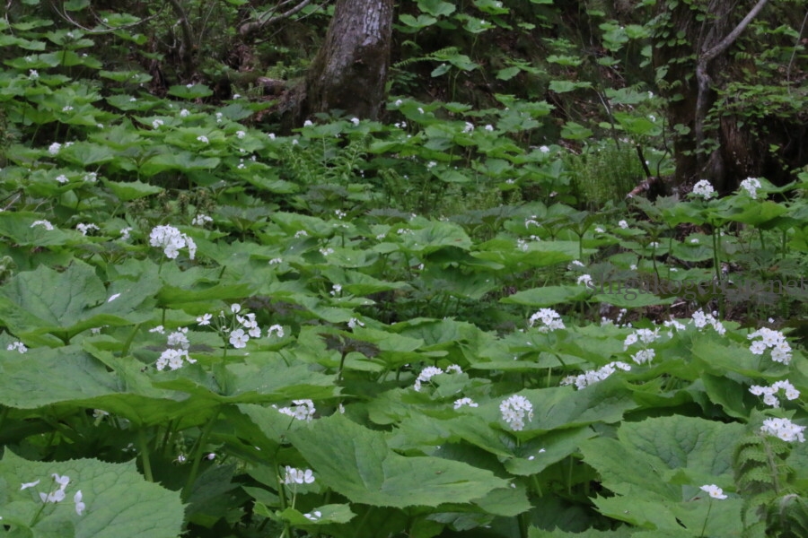 志賀高原-志賀高原ハイキング ワタスゲやサンカヨウなど6月に楽しめる高山植物- 志賀高原-写真スポット, 花風景, feature-summer, trekking, event-志賀高原ハイキング ワタスゲやサンカヨウなど6月に楽しめる高山植物