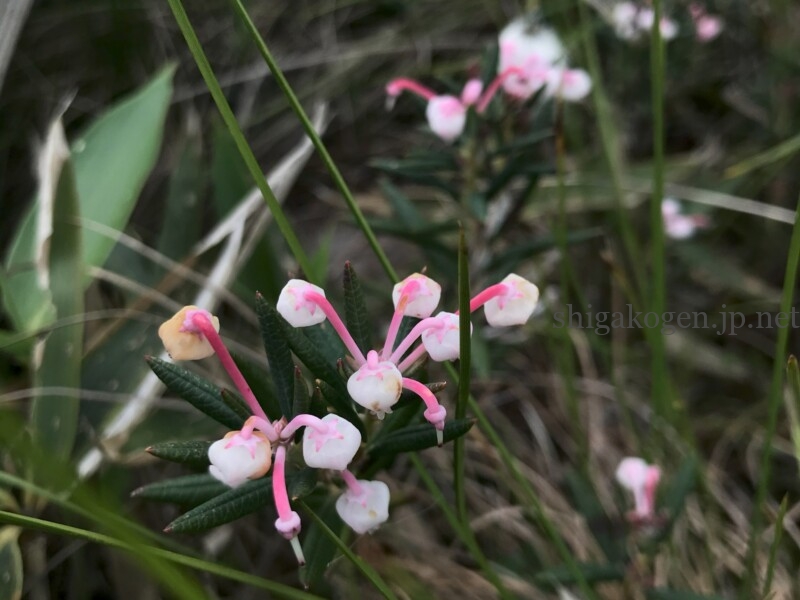 志賀高原-志賀高原ハイキング ワタスゲやサンカヨウなど6月に楽しめる高山植物- 志賀高原-写真スポット, 花風景, feature-summer, trekking, event-志賀高原ハイキング ワタスゲやサンカヨウなど6月に楽しめる高山植物