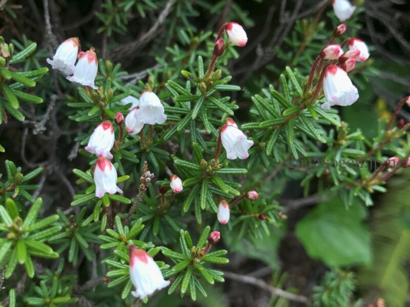 志賀高原-志賀高原ハイキング ワタスゲやサンカヨウなど6月に楽しめる高山植物- 志賀高原-写真スポット, 花風景, feature-summer, trekking, event-志賀高原ハイキング ワタスゲやサンカヨウなど6月に楽しめる高山植物