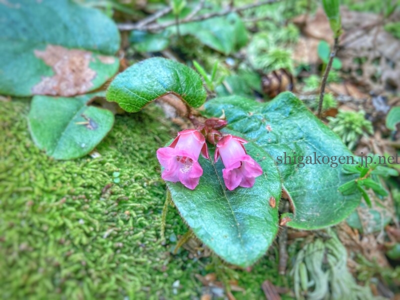 志賀高原-志賀高原ハイキング ワタスゲやサンカヨウなど6月に楽しめる高山植物- 志賀高原-写真スポット, 花風景, feature-summer, trekking, event-志賀高原ハイキング ワタスゲやサンカヨウなど6月に楽しめる高山植物