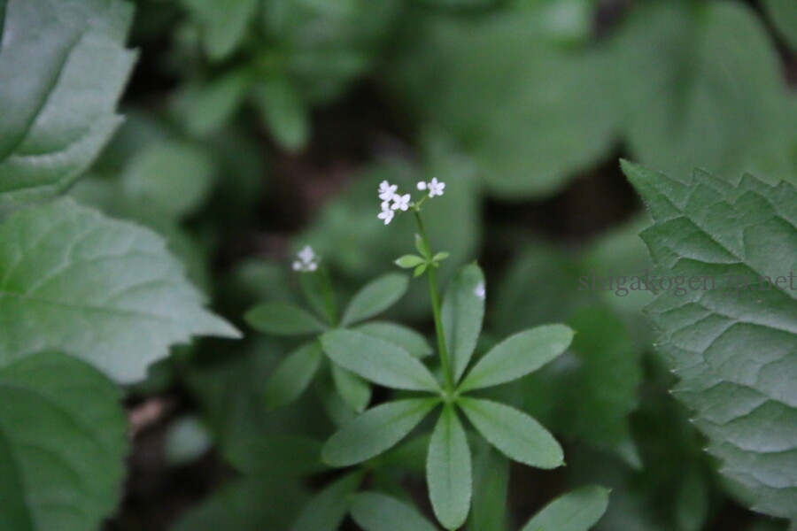 志賀高原-志賀高原ハイキング ワタスゲやサンカヨウなど6月に楽しめる高山植物- 志賀高原-写真スポット, 花風景, feature-summer, trekking, event-志賀高原ハイキング ワタスゲやサンカヨウなど6月に楽しめる高山植物
