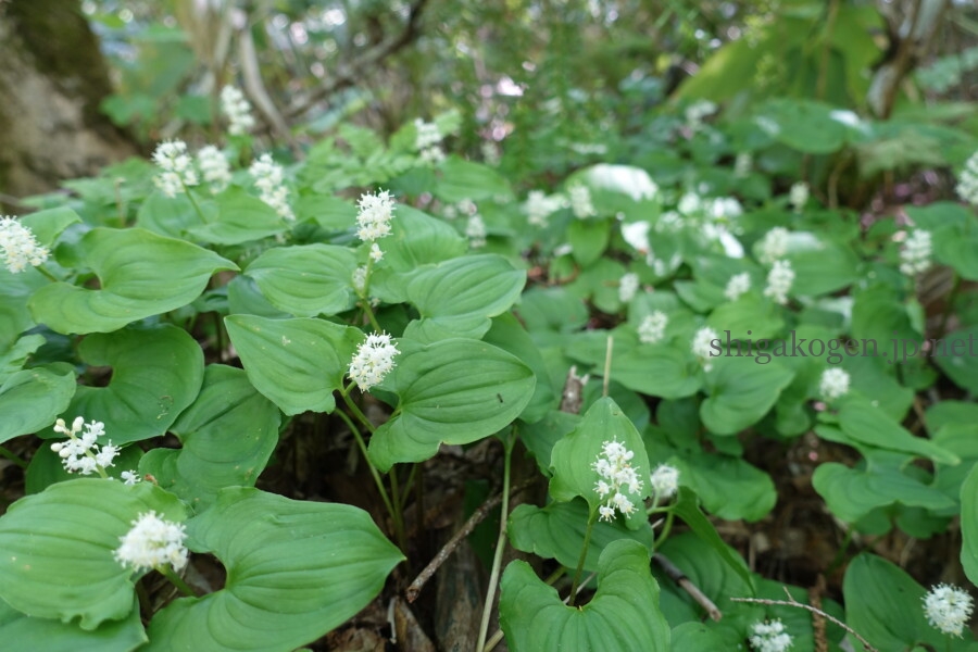 志賀高原-志賀高原ハイキング ワタスゲやサンカヨウなど6月に楽しめる高山植物- 志賀高原-写真スポット, 花風景, feature-summer, trekking, event-志賀高原ハイキング ワタスゲやサンカヨウなど6月に楽しめる高山植物