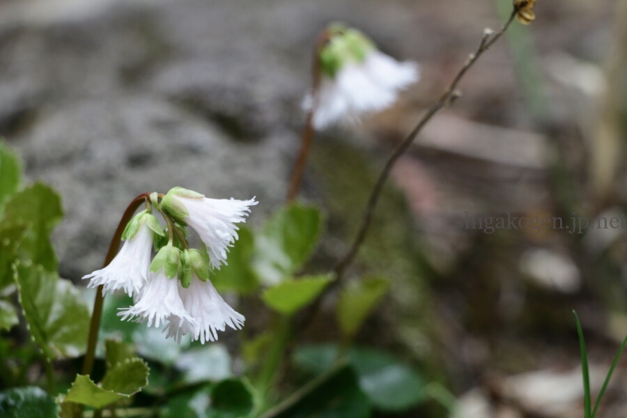 志賀高原-志賀高原ハイキング ワタスゲやサンカヨウなど6月に楽しめる高山植物- 志賀高原-写真スポット, 花風景, feature-summer, trekking, event-志賀高原ハイキング ワタスゲやサンカヨウなど6月に楽しめる高山植物