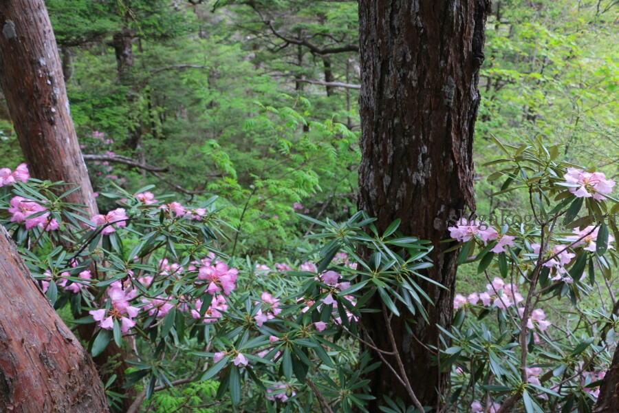志賀高原-志賀高原ハイキング ワタスゲやサンカヨウなど6月に楽しめる高山植物- 志賀高原-写真スポット, 花風景, feature-summer, trekking, event-志賀高原ハイキング ワタスゲやサンカヨウなど6月に楽しめる高山植物