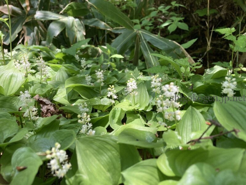 志賀高原-春の志賀高原 高山植物ギャラリー-志賀高原春の高山植物ハイキング 志賀高原-まとめ, 写真スポット, 中央リゾート, feature-trekking-春の志賀高原 高山植物ギャラリー