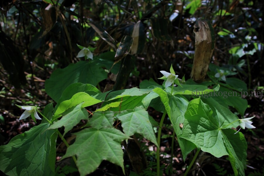志賀高原-志賀高原ハイキング ワタスゲやサンカヨウなど6月に楽しめる高山植物- 志賀高原-写真スポット, 花風景, feature-summer, trekking, event-志賀高原ハイキング ワタスゲやサンカヨウなど6月に楽しめる高山植物